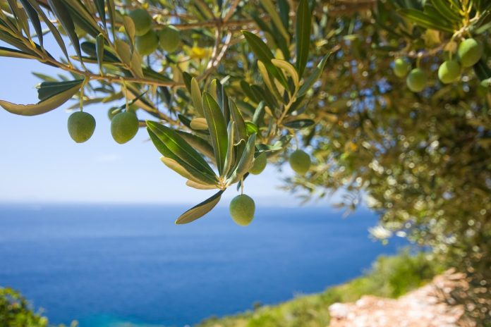 Χαλκιδική: Έως και 50% μειωμένη η παραγωγή της χονδροελιάς – Τα δύο “αγκάθια” της φετινής παραγωγής Χαλκιδική: Έως και 50% μειωμένη η παραγωγή της χονδροελιάς – Τα δύο “αγκάθια” της φετινής παραγωγής