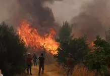 Τουρνάς για φωτιές στην Αττικοβοιωτία: Ήταν ακραίες οι συνθήκες που επικρατούσαν – 51 εναέρια δεν μπόρεσαν τα πετάξουν