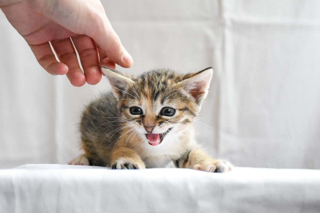 gataki