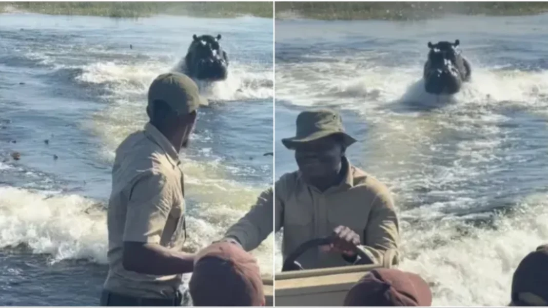 hippo