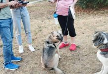 Θεσσαλονίκη: Πρόστιμα για βόλτα χωρίς λουρί και άλλες παραλείψεις σε δεσποζόμενα ζώα από την αστυνομία