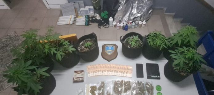 Καβάλα: Συνελήφθη 56χρονος με κάνναβη, δενδρύλλια και παράνομο κυνηγετικό όπλο Καβάλα: Συνελήφθη 56χρονος με κάνναβη, δενδρύλλια και παράνομο κυνηγετικό όπλο