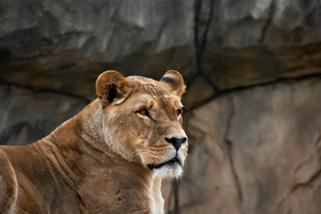 liontari.jpg