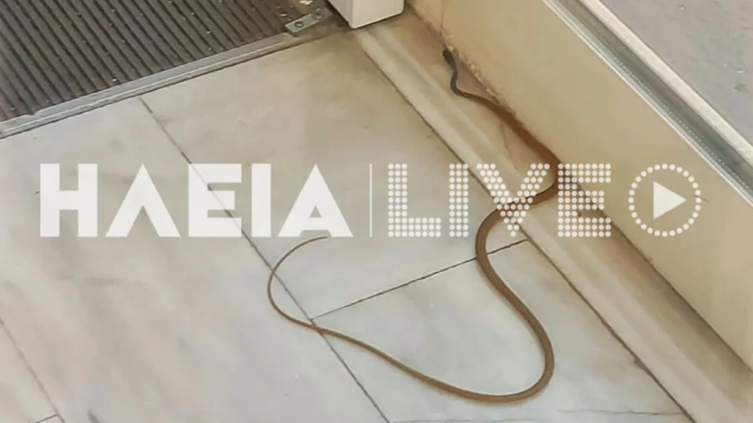 maketa-fidi-hleia