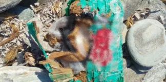 Σε βράχια και θάλασσα ψάχνουν για ναρκωτικά στην Άνδρο, κατασχέθηκαν 2,3 κιλά πιθανής κοκαΐνης