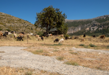 Πέθανε κτηνοτρόφος στη Λέσβο μετά τη θανάτωση του κοπαδιού του λόγω αφθώδους πυρετού