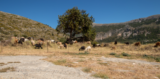 Πέθανε κτηνοτρόφος στη Λέσβο μετά τη θανάτωση του κοπαδιού του λόγω αφθώδους πυρετού