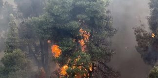Μεσσήνη: Συνελήφθη ξανά 60χρονος για δύο νέους εμπρησμούς Μεσσήνη: Συνελήφθη ξανά 60χρονος για δύο νέους εμπρησμούς
