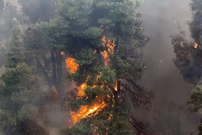 Μεσσήνη: Συνελήφθη ξανά 60χρονος για δύο νέους εμπρησμούς