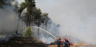 Φωτιά τώρα στη Νέα Τρίγλια Χαλκιδικής – Σε εξέλιξη επιχείρηση κατάσβεσης