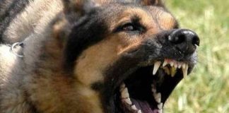 Ηράκλειο: Σκύλος επιτέθηκε σε 12χρονο – Στο νοσοκομείο με τραύματα στα πόδια Ηράκλειο: Σκύλος επιτέθηκε σε 12χρονο – Στο νοσοκομείο με τραύματα στα πόδια