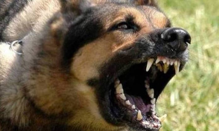 Ηράκλειο: Σκύλος επιτέθηκε σε 12χρονο – Στο νοσοκομείο με τραύματα στα πόδια