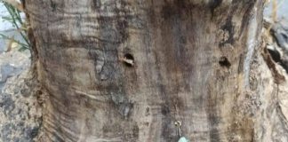 Πρωτοφανής βανδαλισμός στη Θεσσαλονίκη: Άγνωστοι τρύπησαν και δηλητηρίασαν δέντρα – Έρευνα για τον εντοπισμό τους