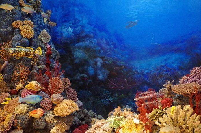 Σκόπελος: Σκάφος αναψυχής λεηλατούσε τον ελληνικό βυθό – Κατασχέθηκαν κοράλλια αξίας 800.000 ευρώ