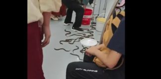 Κίνα: Δεκάδες φίδια σε βαγόνι του μετρό τρομοκράτησαν τους επιβάτες Κίνα: Δεκάδες φίδια σε βαγόνι του μετρό τρομοκράτησαν τους επιβάτες