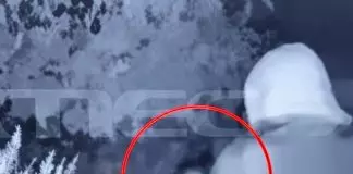 σοκ λαμία λιθοβόλησαν έσερναν κουτάβια - Σοκ στη Λαμία: Λιθοβόλησαν και έσερναν κουτάβια από το λαιμό με μεσινέζα