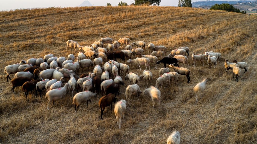 Κτηνοτρόφοι Λέσβου για τις εξαγγελίες Μητσοτάκη: Όταν δεν έχεις πρόβατα δεν χρειάζεται το αφορολόγητο. Τι θα δηλώσουμε;