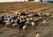 Κτηνοτρόφοι Λέσβου για τις εξαγγελίες Μητσοτάκη: Όταν δεν έχεις πρόβατα δεν χρειάζεται το αφορολόγητο. Τι θα δηλώσουμε;
