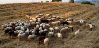 Κτηνοτρόφοι Λέσβου για τις εξαγγελίες Μητσοτάκη: Όταν δεν έχεις πρόβατα δεν χρειάζεται το αφορολόγητο. Τι θα δηλώσουμε; Κτηνοτρόφοι Λέσβου για τις εξαγγελίες Μητσοτάκη: Όταν δεν έχεις πρόβατα δεν χρειάζεται το αφορολόγητο. Τι θα δηλώσουμε;