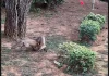 Αλεπουδάκια παίζουν ανέμελα σε πάρκο στο Ελληνικό κοντά στον σταθμό μετρό, δείτε βίντεο Αλεπουδάκια παίζουν ανέμελα σε πάρκο στο Ελληνικό κοντά στον σταθμό μετρό, δείτε βίντεο