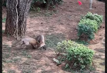 Αλεπουδάκια παίζουν ανέμελα σε πάρκο στο Ελληνικό κοντά στον σταθμό μετρό, δείτε βίντεο Αλεπουδάκια παίζουν ανέμελα σε πάρκο στο Ελληνικό κοντά στον σταθμό μετρό, δείτε βίντεο