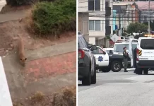 Τρόμος στο Σαν Φρανσίσκο: Κούγκαρ κυκλοφορούσε ελεύθερο -Επεισοδιακή η στιγμή της καταδίωξής του Τρόμος στο Σαν Φρανσίσκο: Κούγκαρ κυκλοφορούσε ελεύθερο -Επεισοδιακή η στιγμή της καταδίωξής του