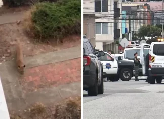 Τρόμος στο Σαν Φρανσίσκο: Κούγκαρ κυκλοφορούσε ελεύθερο -Επεισοδιακή η στιγμή της καταδίωξής του