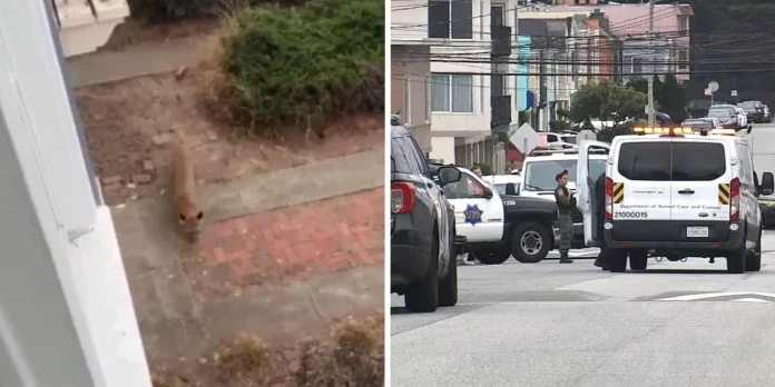 Τρόμος στο Σαν Φρανσίσκο: Κούγκαρ κυκλοφορούσε ελεύθερο -Επεισοδιακή η στιγμή της καταδίωξής του Τρόμος στο Σαν Φρανσίσκο: Κούγκαρ κυκλοφορούσε ελεύθερο -Επεισοδιακή η στιγμή της καταδίωξής του