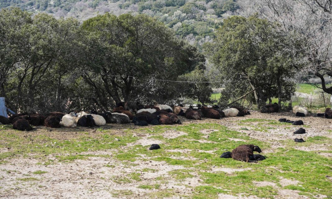 Μυτιλήνη: Στο υπουργείο Εθνικής Άμυνας η διαχείριση ελέγχων για τον αφθώδη πυρετό - Τι αλλάζει