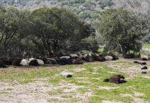 Μυτιλήνη: Στο υπουργείο Εθνικής Άμυνας η διαχείριση ελέγχων για τον αφθώδη πυρετό - Τι αλλάζει
