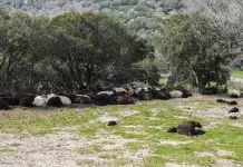 Μυτιλήνη: Στο υπουργείο Εθνικής Άμυνας η διαχείριση ελέγχων για τον αφθώδη πυρετό - Τι αλλάζει