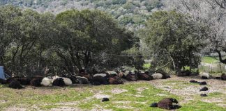 Μυτιλήνη: Στο υπουργείο Εθνικής Άμυνας η διαχείριση ελέγχων για τον αφθώδη πυρετό - Τι αλλάζει