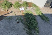 Πέλλα: 36χρονος καλλιεργούσε δενδρύλλια κάνναβης