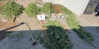 Πέλλα: 36χρονος καλλιεργούσε δενδρύλλια κάνναβης