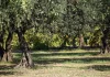 Χαλκιδική: Σταμάτησαν την συγκομιδή οι ελαιοπαραγωγοί