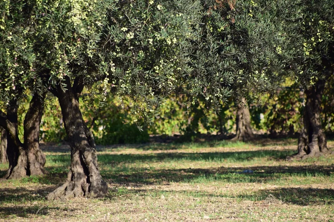 elies_pixabay.jpg Χαλκιδική: Σταμάτησαν την συγκομιδή οι ελαιοπαραγωγοί