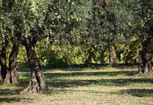 Χαλκιδική: Σταμάτησαν την συγκομιδή οι ελαιοπαραγωγοί Χαλκιδική: Σταμάτησαν την συγκομιδή οι ελαιοπαραγωγοί