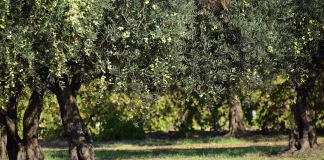 Χαλκιδική: Σταμάτησαν την συγκομιδή οι ελαιοπαραγωγοί Χαλκιδική: Σταμάτησαν την συγκομιδή οι ελαιοπαραγωγοί