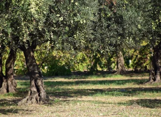 Χαλκιδική: Σταμάτησαν την συγκομιδή οι ελαιοπαραγωγοί Χαλκιδική: Σταμάτησαν την συγκομιδή οι ελαιοπαραγωγοί