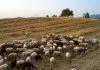ΥΠΑΑΤ: Υποχρεωτική από το 2027 η ηλεκτρονική σήμανση αιγοπροβάτων για τα προγράμματα ενίσχυσης ΥΠΑΑΤ: Υποχρεωτική από το 2027 η ηλεκτρονική σήμανση αιγοπροβάτων για τα προγράμματα ενίσχυσης