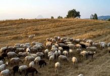 ΥΠΑΑΤ: Υποχρεωτική από το 2027 η ηλεκτρονική σήμανση αιγοπροβάτων για τα προγράμματα ενίσχυσης