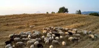 ΥΠΑΑΤ: Υποχρεωτική από το 2027 η ηλεκτρονική σήμανση αιγοπροβάτων για τα προγράμματα ενίσχυσης ΥΠΑΑΤ: Υποχρεωτική από το 2027 η ηλεκτρονική σήμανση αιγοπροβάτων για τα προγράμματα ενίσχυσης