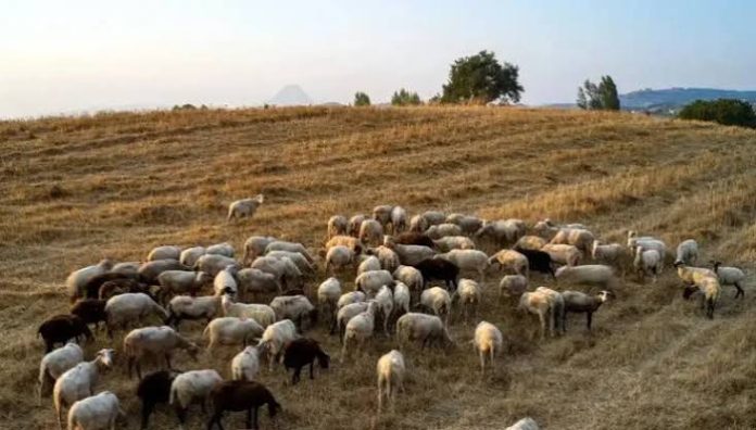 ΥΠΑΑΤ: Υποχρεωτική από το 2027 η ηλεκτρονική σήμανση αιγοπροβάτων για τα προγράμματα ενίσχυσης