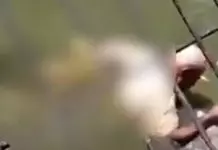 Φρικτός θάνατος για εργαζόμενο σε ζωολογικό πάρκο στην Παπούα Νέα Γουινέα: Κροκόδειλος του έκανε «περιστροφή θανάτου»