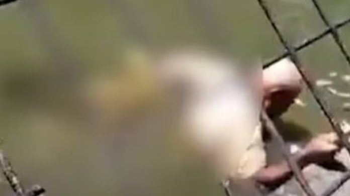 Φρικτός θάνατος για εργαζόμενο σε ζωολογικό πάρκο στην Παπούα Νέα Γουινέα: Κροκόδειλος του έκανε «περιστροφή θανάτου» Φρικτός θάνατος για εργαζόμενο σε ζωολογικό πάρκο στην Παπούα Νέα Γουινέα: Κροκόδειλος του έκανε «περιστροφή θανάτου»