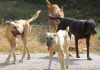 Κτηνωδία στα Τρίκαλα: Σκότωσαν με φόλες 11 σκυλιά που φύλαγαν ποιμνιοστάσια Κτηνωδία στα Τρίκαλα: Σκότωσαν με φόλες 11 σκυλιά που φύλαγαν ποιμνιοστάσια