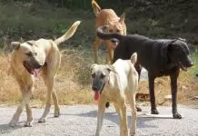 Κτηνωδία στα Τρίκαλα: Σκότωσαν με φόλες 11 σκυλιά που φύλαγαν ποιμνιοστάσια