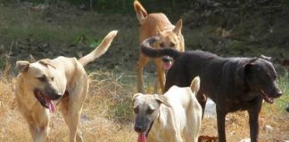 Κτηνωδία στα Τρίκαλα: Σκότωσαν με φόλες 11 σκυλιά που φύλαγαν ποιμνιοστάσια Κτηνωδία στα Τρίκαλα: Σκότωσαν με φόλες 11 σκυλιά που φύλαγαν ποιμνιοστάσια