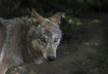 Φθιώτιδα: Καταγγελίες για καθημερινές επιθέσεις λύκων σε κυνηγόσκυλα
