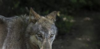 Φθιώτιδα: Καταγγελίες για καθημερινές επιθέσεις λύκων σε κυνηγόσκυλα